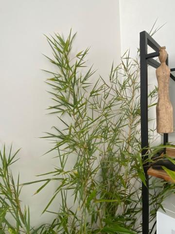 Appartements Pyrenees-Barthou Pau Ngoại thất bức ảnh